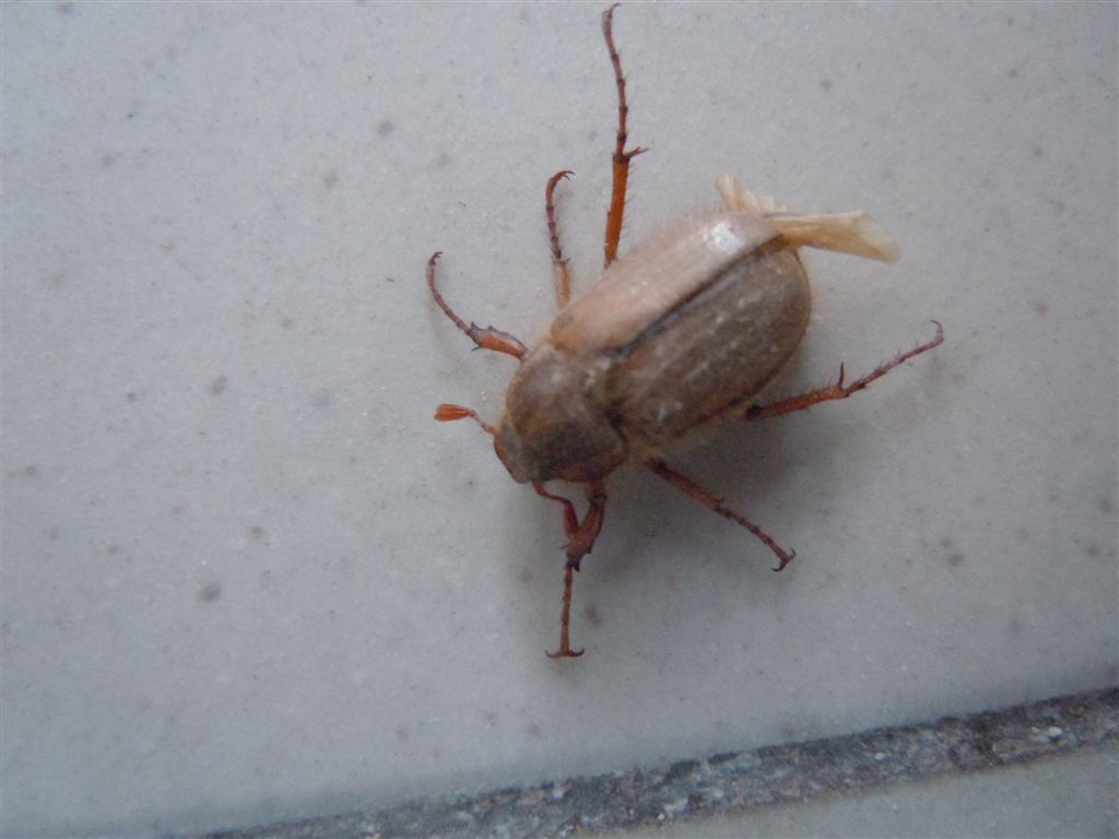 Melolonthidae - Amphimallon cf. solstitiale